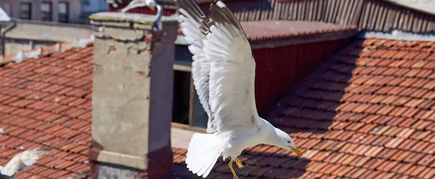 Residential Chimney Animal Removal Solution in South Farmingdale, NY