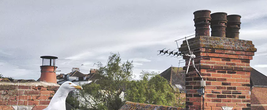 Chimney Cleaning And Restoration in South Farmingdale, New York